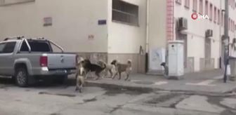Son dakika haberleri! Köpeklerin saldırdığı yaşlı adam yaşam savaşını kaybetti