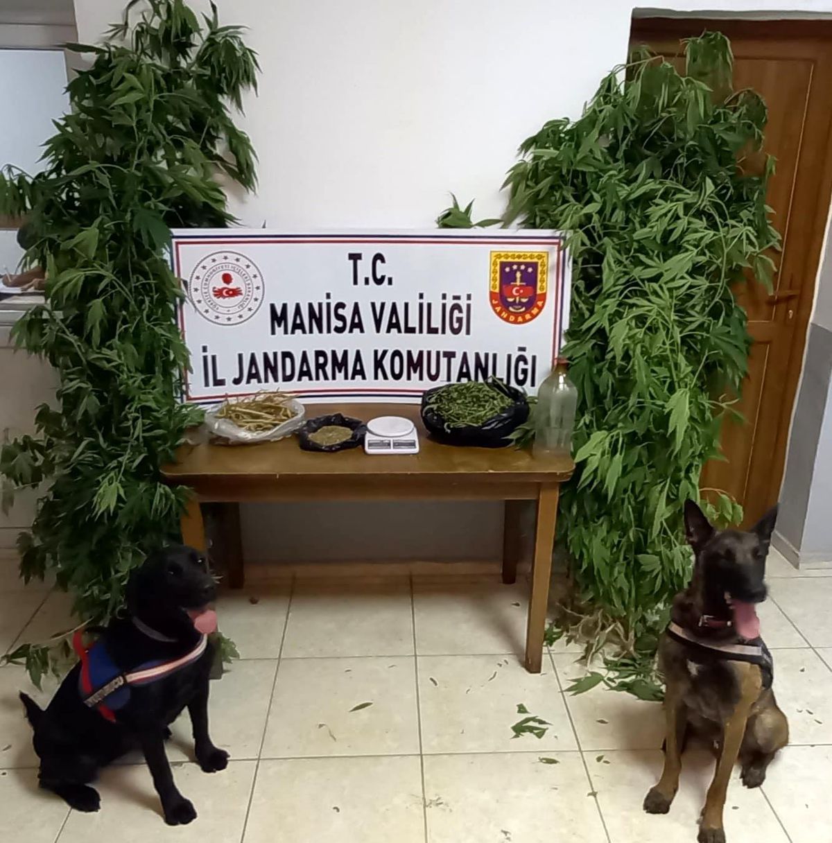 Manisa\'da narkotik köpek timi eşliğinde kenevir operasyonu