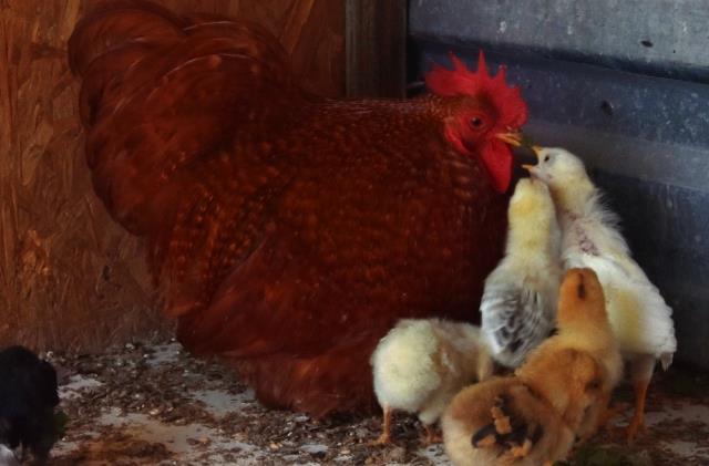 Anneleri köpek tarafından öldürülen civcivlere sahip çıkan horoz, göz yaşarttı Anneleri köpek tarafından öldürülen civcivlere sahip çıkan horoz, göz yaşarttı