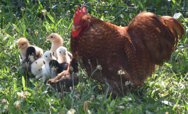 Anneleri köpek tarafından öldürülen civcivlere sahip çıkan horoz, göz yaşarttı Anneleri köpek tarafından öldürülen civcivlere sahip çıkan horoz, göz yaşarttı