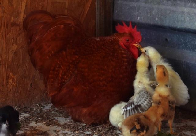 Anneleri köpek tarafından öldürülen civcivlere sahip çıkan horoz, göz yaşarttı Anneleri köpek tarafından öldürülen civcivlere sahip çıkan horoz, göz yaşarttı