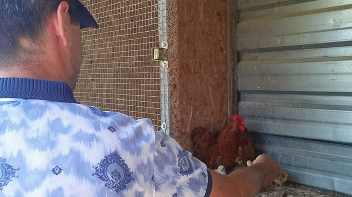 Anneleri köpek tarafından öldürülen civcivlere sahip çıkan horoz, göz yaşarttı