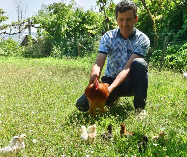 Anneleri köpek tarafından öldürülen civcivlere sahip çıkan horoz, göz yaşarttı Anneleri köpek tarafından öldürülen civcivlere sahip çıkan horoz, göz yaşarttı