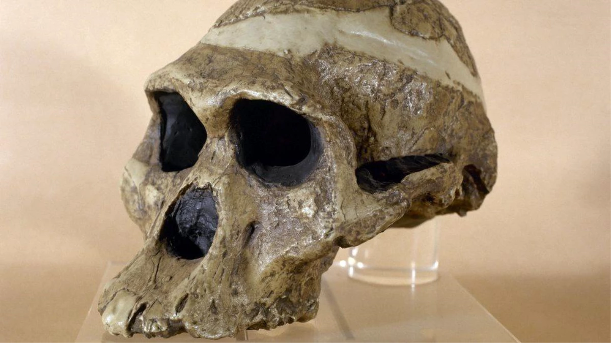 En eski atalarımıza ait fosiller düşünülenden \'bir milyon yıl daha yaşlı\'