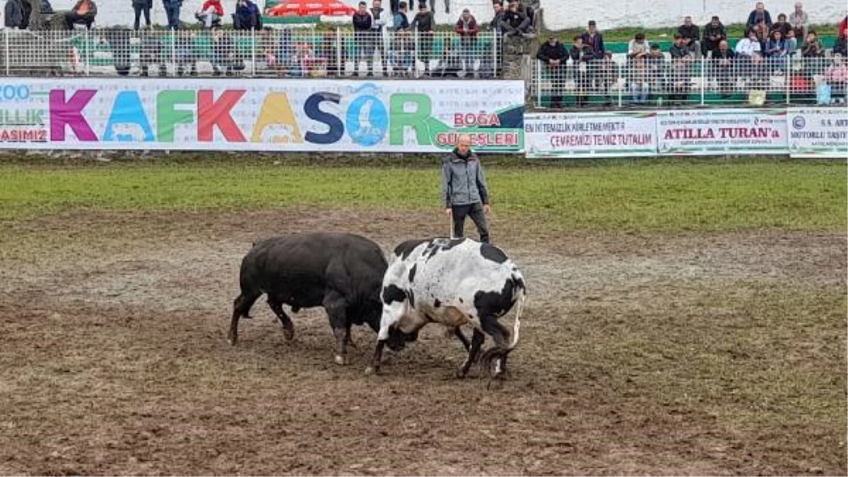 KAFKASÖR\'DE BOĞA GÜREŞLERİ HEYECANI