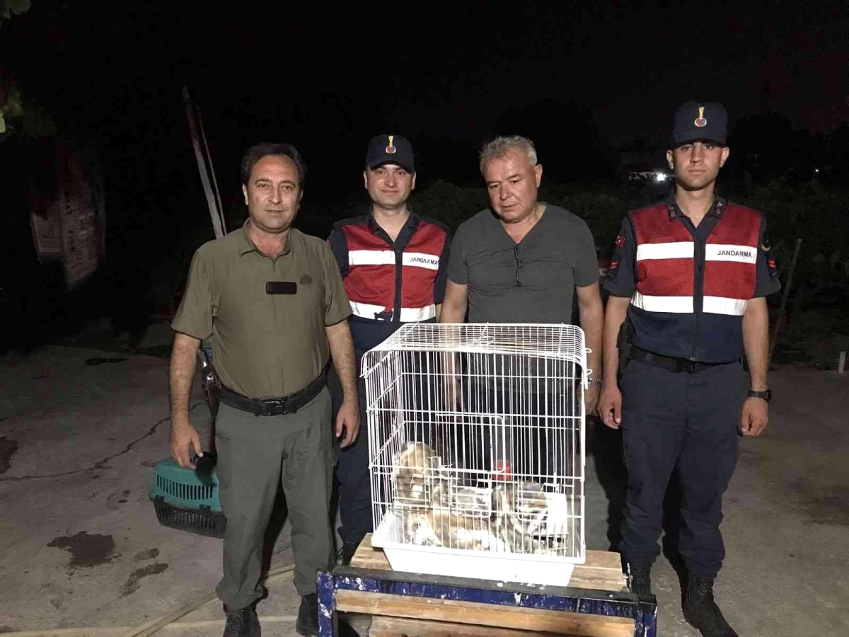 Yuvası bozulmuş paçalı baykuş ailesi koruma altına alındı