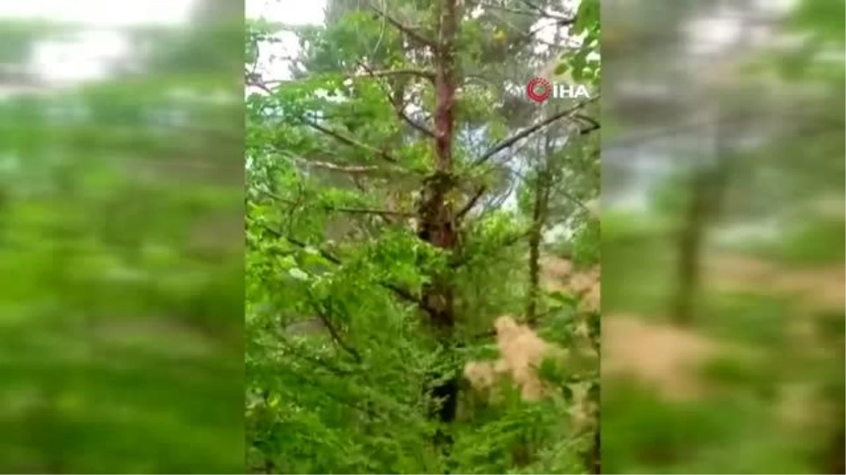Ağaca çıkan yavru ayılar böyle görüntülendi