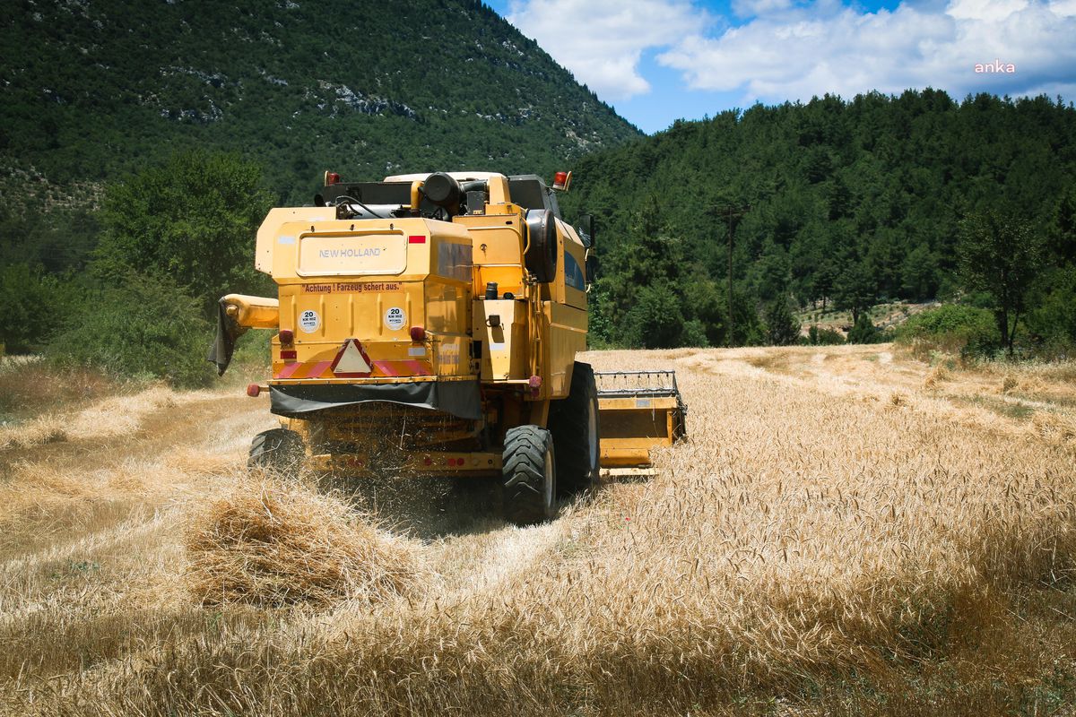 Antalya Büyükşehir'in Ata Tohumu Projesinde Hasat Sevinci