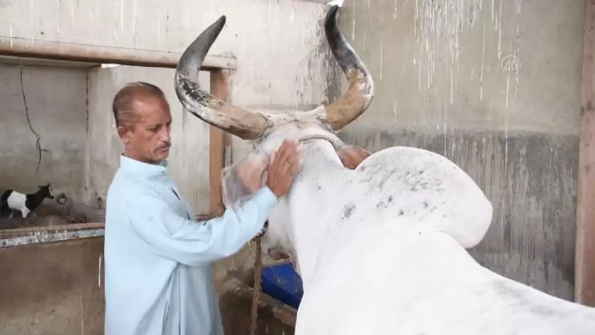 Apartmanda besledikleri büyükbaş kurbanlıklarını çatıdan vinç yardımıyla indirdiler