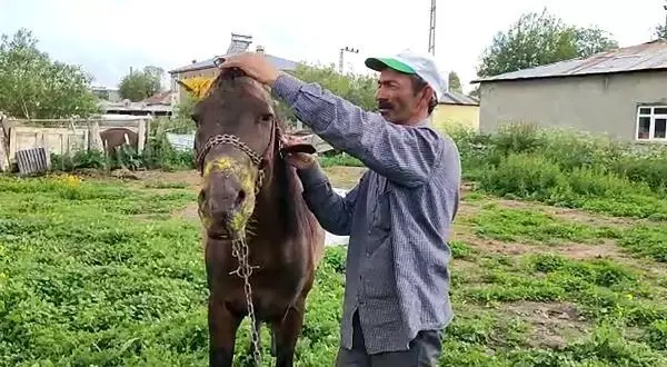 Yasaklı ırkın saldırısında atı ölümden dönmüştü, köpek sahibinin hediyesiyle sevince boğuldu