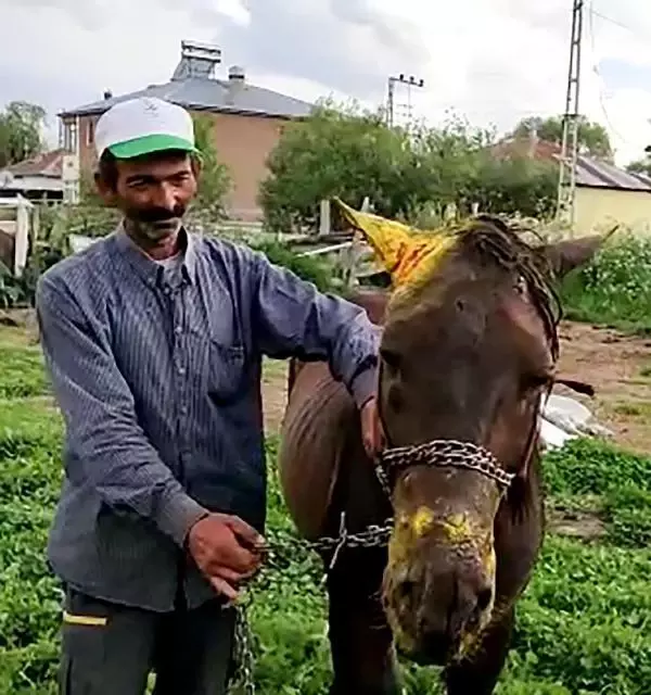 Yasaklı ırkın saldırısında atı ölümden dönmüştü, köpek sahibinin hediyesiyle sevince boğuldu