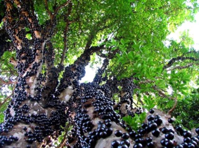 Bir ressamın tablosundan fırlamış gibi! Onu farklı kılan özelliği ise meyvesi
