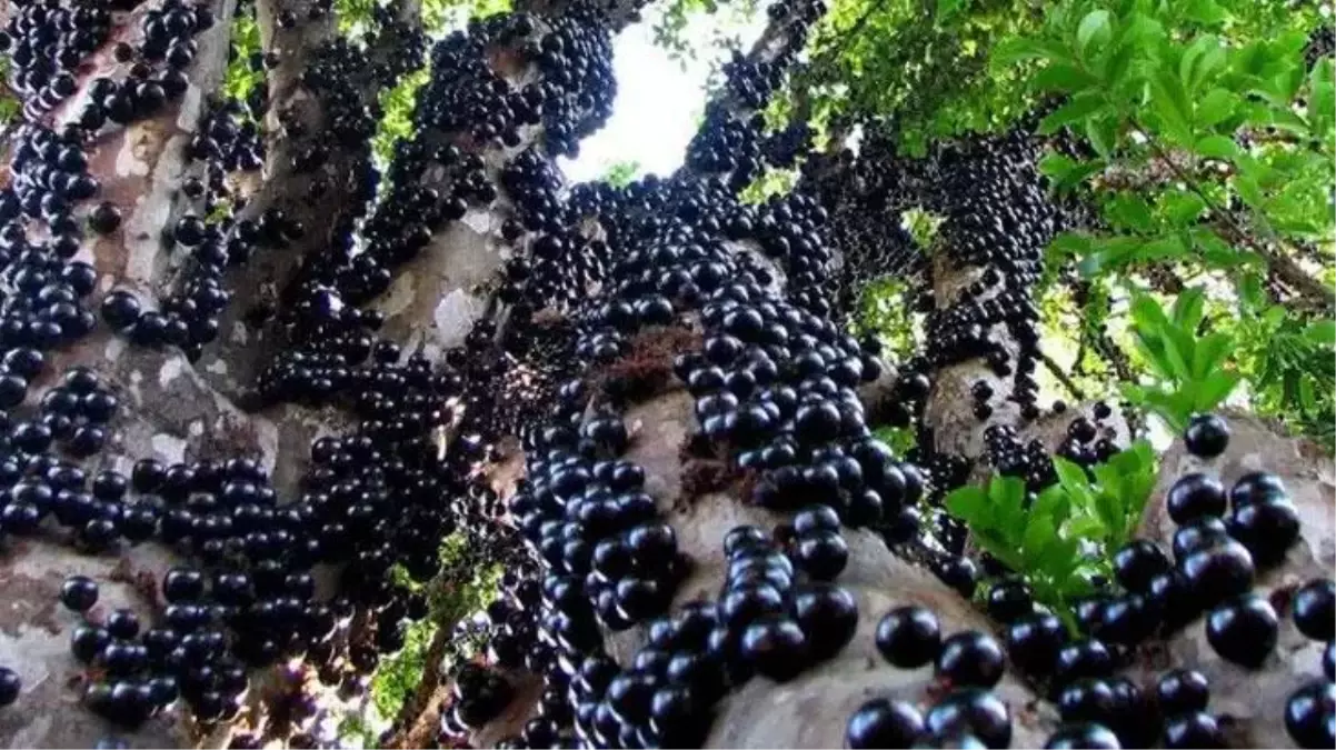 Üzüm ağacı olan Jabuticaba görenleri şaşkına çeviriyor!