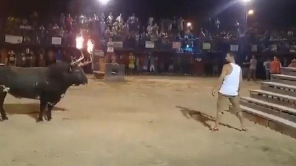 Eğlence için boynuzları ateşe verilen boğa, matadoru yerden yere vurdu!