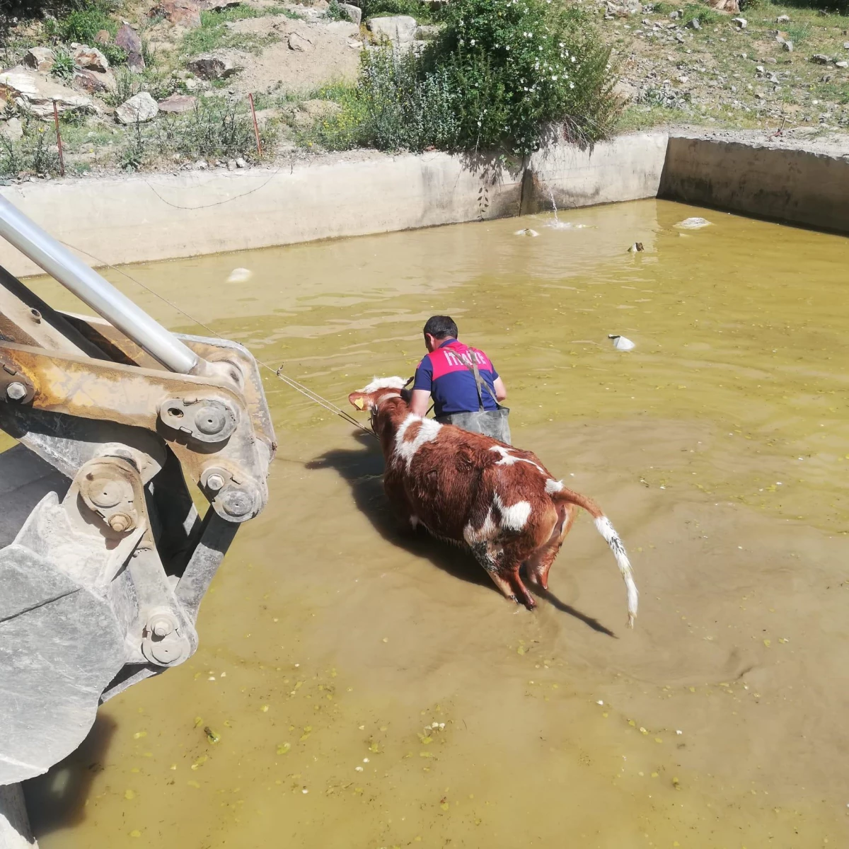 Erzincan\'da sulama havuzuna düşen büyükbaş hayvan kurtarıldı