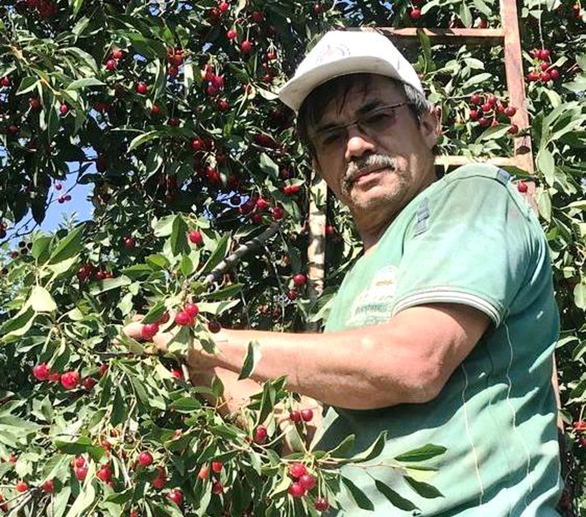 Hisarcık\'ta vişnenin kilo fiyatı 5 TL