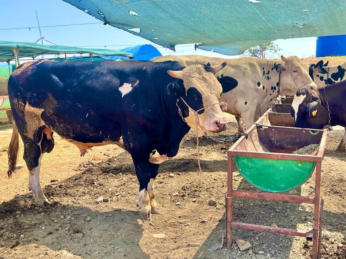 İzmir\'de kurban kesim fiyatları açıklandı