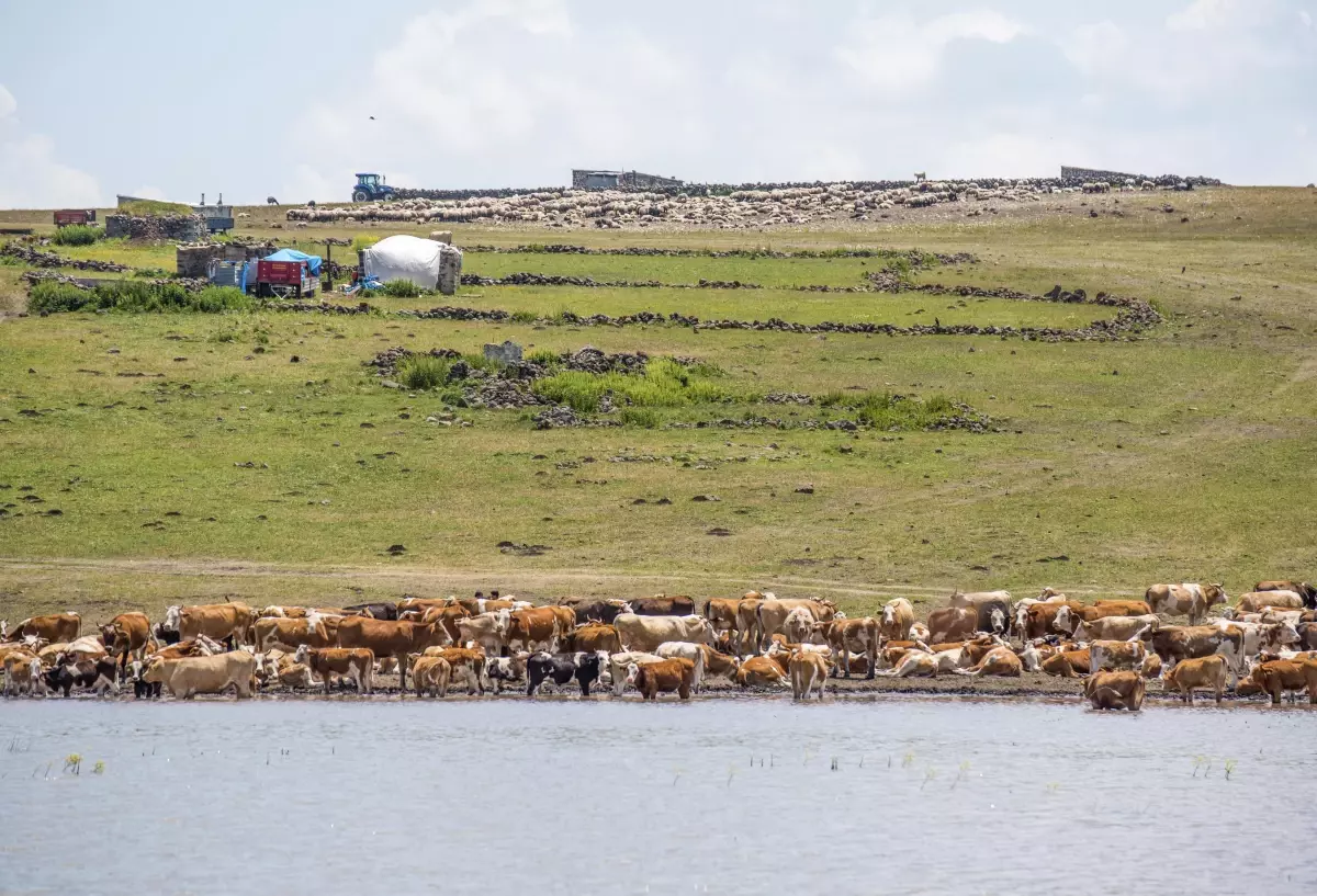 Kars'ta yağışlarla dolan sulak alanlar yaylacıların yüzünü güldürüyor