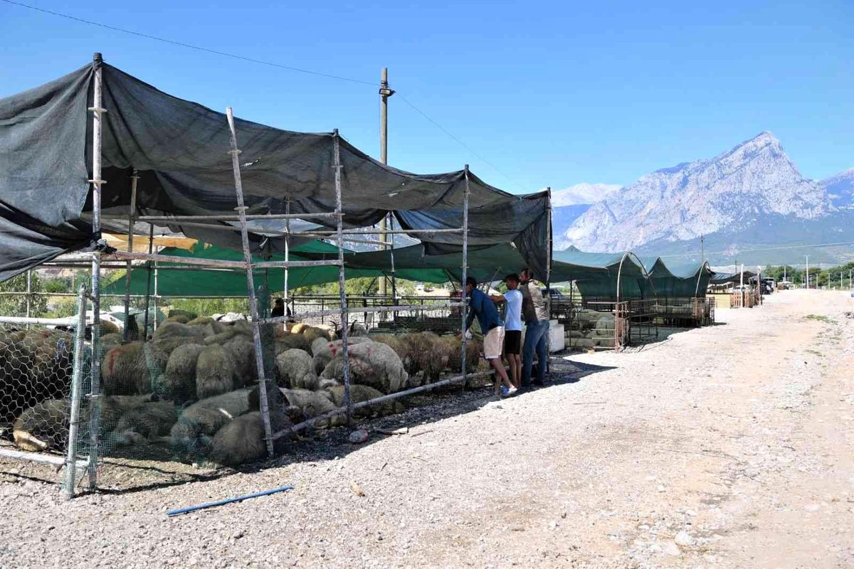 Konyaaltı'nda ücretsiz ve randevulu kurban kesimi