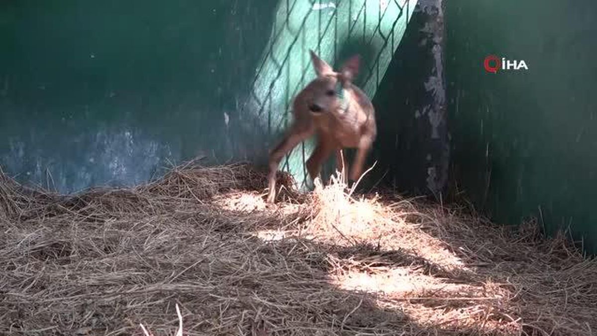 Köylülerin bulduğu yaralı yavru karaca tedaviye alındı