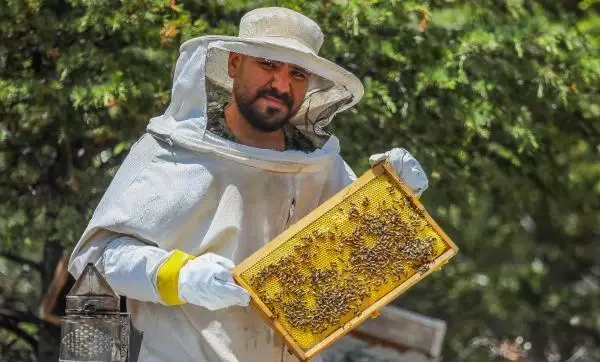 Mikroplar karşısında vücudun önünde siper oluyor! Lavanta balı üretimi için kollar sıvandı, kilosu 250 TL