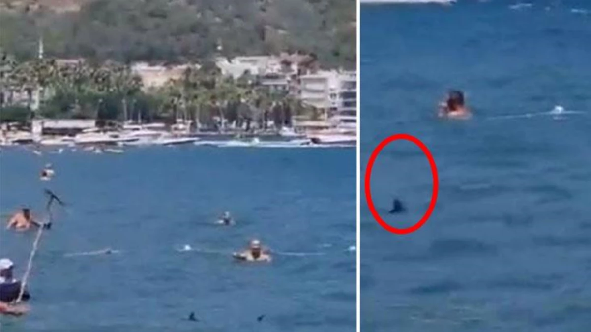 Marmaris\'te bir anda denizde beliren köpekbalığı korku yarattı! Vatandaşlar kafasına paspasla vurarak bölgeden uzaklaştırdı