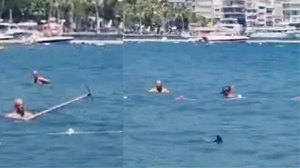 Marmaris\'te köpekbalığını paspas sopasıyla kovalamışlardı! Belediyeden açıklama geldi: Canlı Akdeniz zarganasıdır
