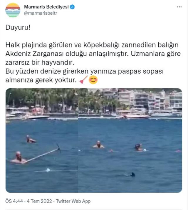 Marmaris'te vatandaşların köpek balığı sanarak paspas sopasıyla vurduğu canlı Akdeniz zarganası çıktı