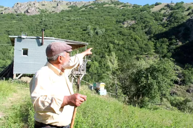 Ayının üzerine yürüyen meşhur pala dayı cesaretiyle ayıya geri adım attırdı