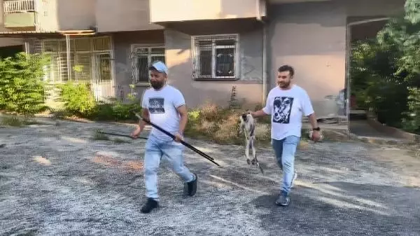 Bağcılar'da ağaçta görülen maymun heyecan yarattı, muza gelmeyince bayıltılarak yakalandı