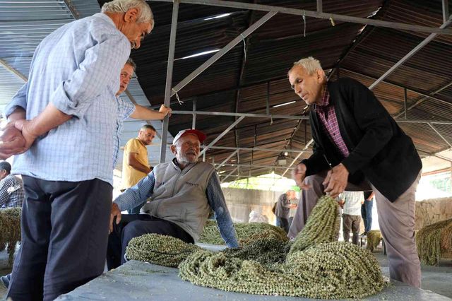 Düğünlerde gram altının yerini aldı, kilosu 850 TL'den satılıyor! Bamya çiçeğini duyan şaşırmadan edemiyor Düğünlerde gram altının yerini aldı, kilosu 850 TL'den satılıyor! Bamya çiçeğini duyan şaşırmadan edemiyor