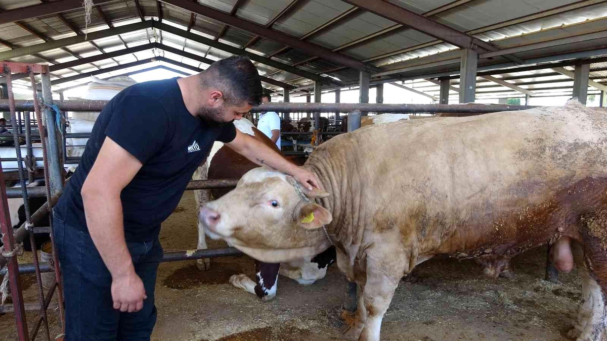 Hayvan pazarının gözdesi: 1 tonluk "Paşa"