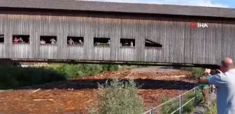 İsviçre'deki Emme Nehri taştı