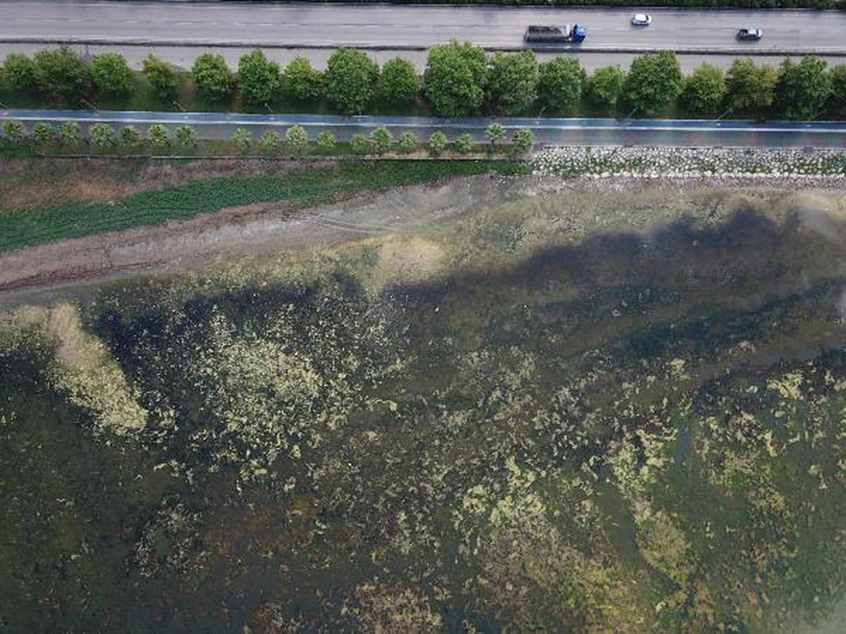 İzmit Körfezi yosunlarla kaplandı