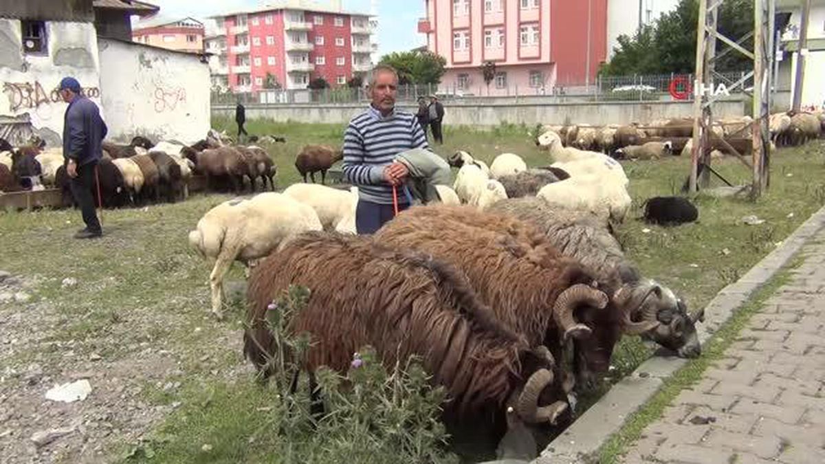 Kars'ta Kurban Pazarı kuruldu