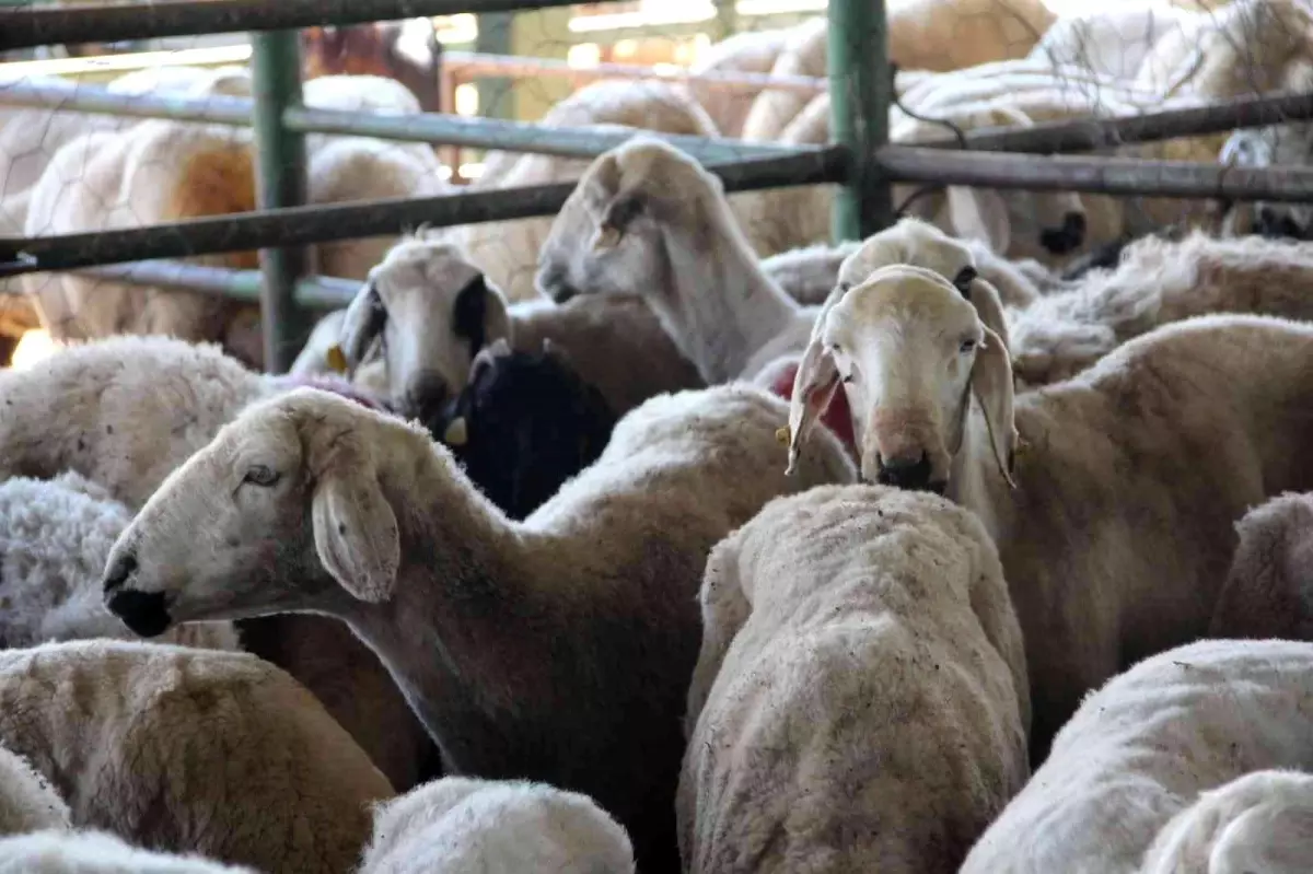 Malatya Hayvan Pazarında kurbanlıklar hazır, alıcılarını bekliyor