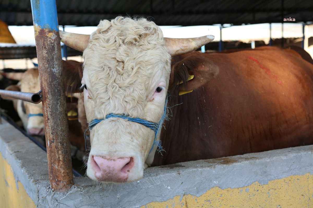 Nilüfer Belediyesi Kurban Bayramı'na Hazır