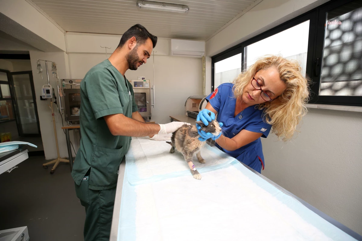 Nilüfer\'de Hasta ve Yaralı Sokak Kedilerine Tam Donanımlı Klinik