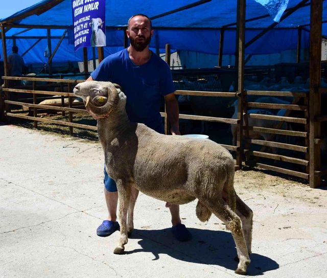 Kurban Bayramı öncesinde gözde oldu! 130 kilo ağırlığındaki Koç Pablo, 8 bin TL'den satılıyor