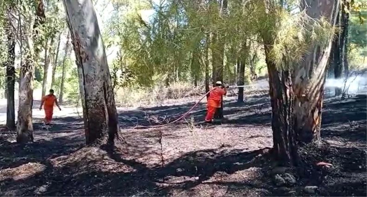 Son dakika: Serik'te orman yangını kontrol altına alındı