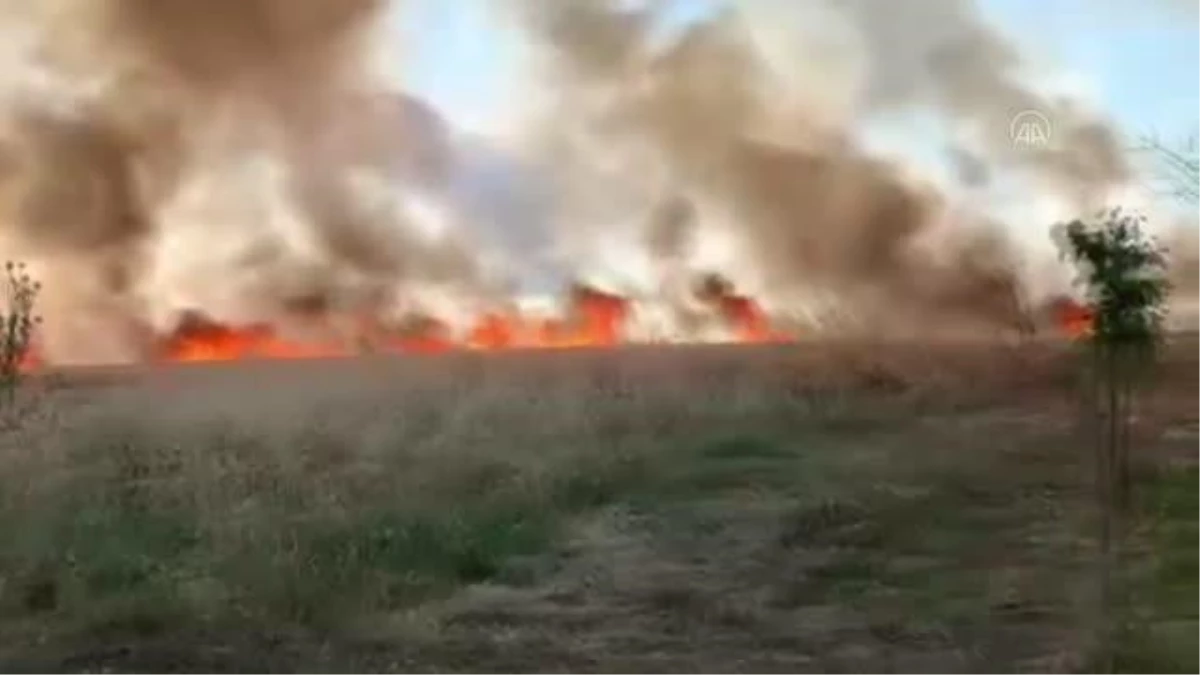 Silivri\'de 150 dönüm buğday ekili alan yandı
