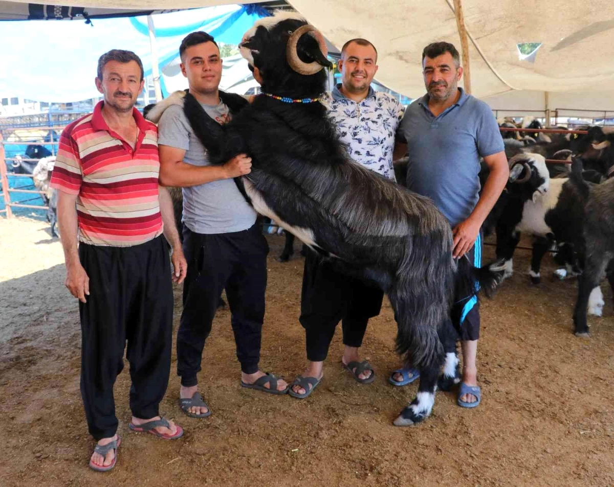 187 kiloluk "Paşa" kurban pazarının gözdesi oldu