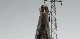 Anneleri ölen yavru leylekler korumaya alındı