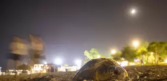 Antalya'da deniz kıyısına çıkan caretta caretta için sahil boşaltıldı