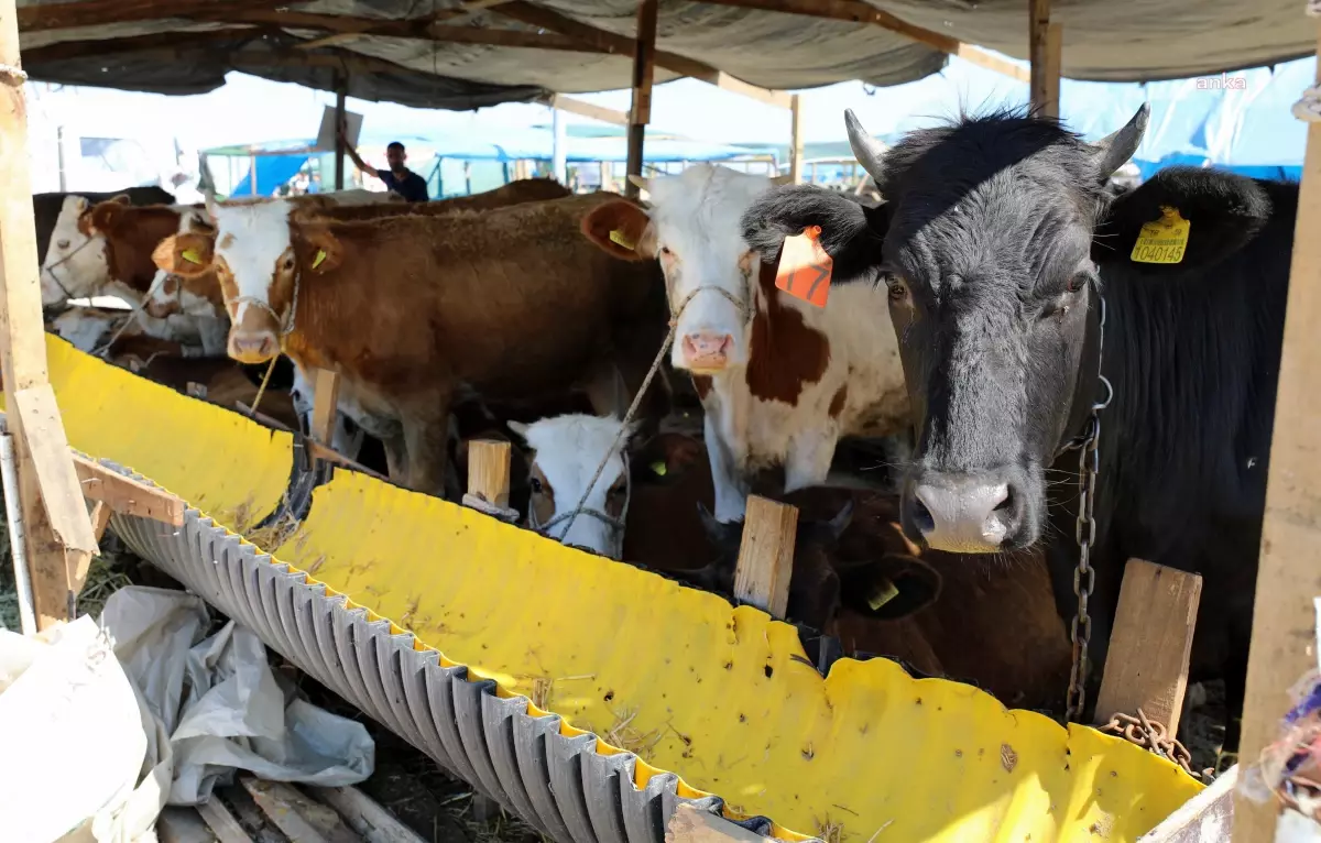 Çekezköy Belesiyesi\'nin Kurbanlık Hayvan Satış ve Kesim Yerinde Bayram Hareketliliği