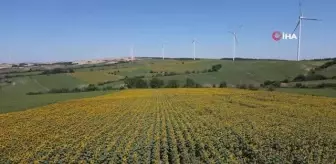 Çiçek açan ayçiçeği tarlaları görsel şölen sundu