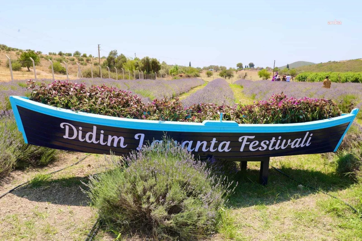 Didim, Lavanta Festivali İçin Gün Sayıyor