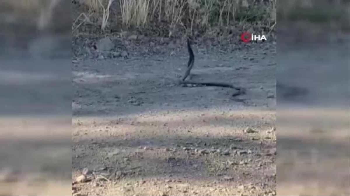 Elazığ\'da 1,5 metrelik yılanların dansı görüntülendi