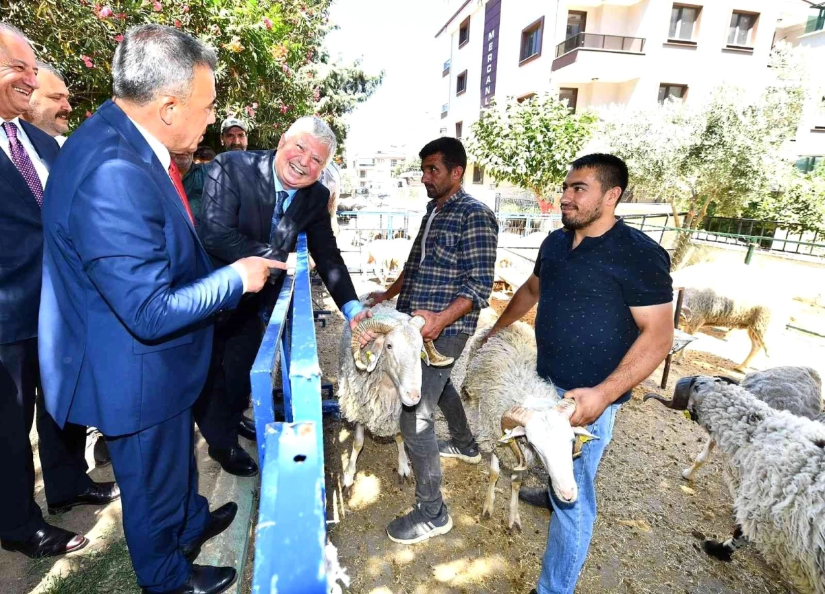 İzmir Büyükşehir Belediyesi\'nin Küçükbaş Üreticisine Desteği Sürüyor