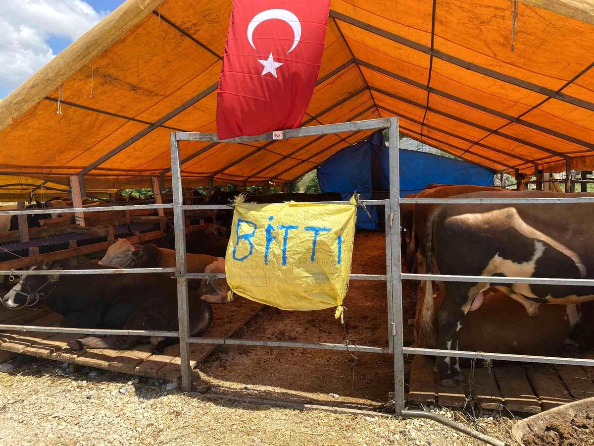 Kurbanlıkların büyük bölümü satıldı, satıcılar çadırlara \'Bitti\' yazısı astı